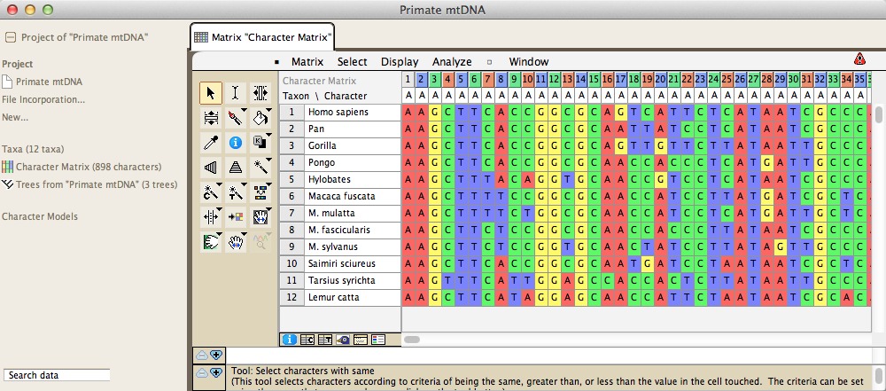 PrimatemtDNA.jpg